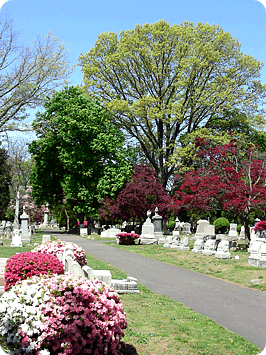 a roadway through the cemetery, lined with graves and shrubbery